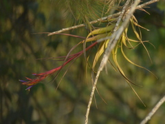 Tillandsia polystachia