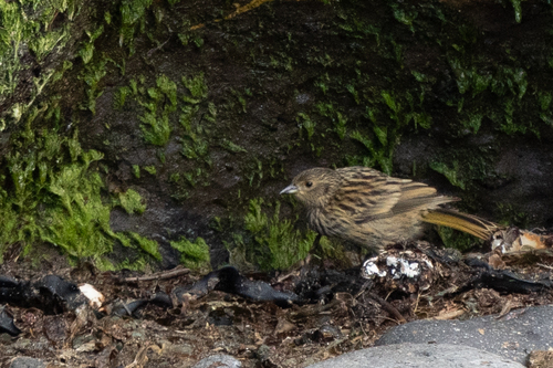 iNaturalist image