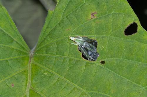 Oecanthus filiger