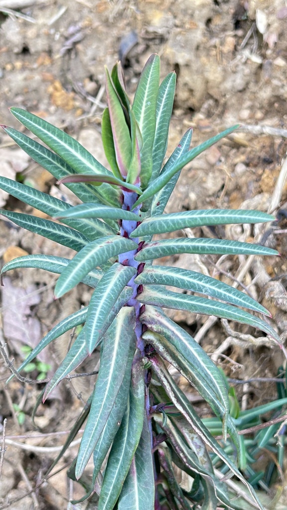 caper spurge from Lakeview Estates Townhomes, WV, US on