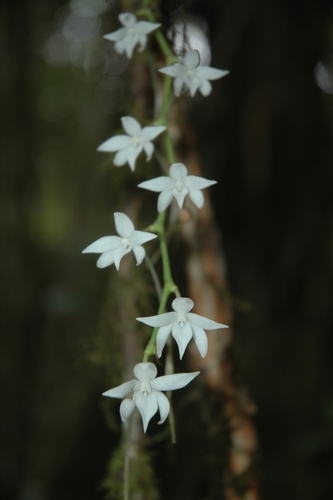 Aerangis articulata image