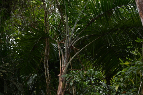 Gaussia maya