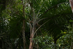 Gaussia maya
