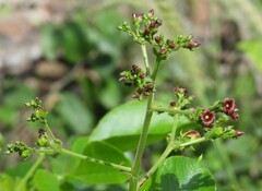Jatropha excisa, photograph Hugo Hulsberg, CC0, iNaturalist via GBIF