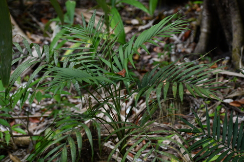 Chamaedorea elegans