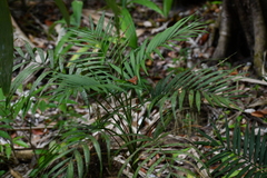 Zierliche Bergpalme (Chamaedorea elegans): Herkunft und Verwendung — Foto 3