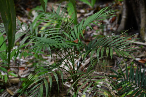 Chamaedorea elegans