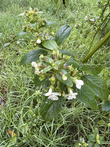 Phyllostegia brevidens
