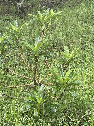 Clermontia lindseyana, 2024-03-22