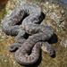 Serpiente Amarilla de Arafura - Photo (c) Matt, algunos derechos reservados (CC BY)