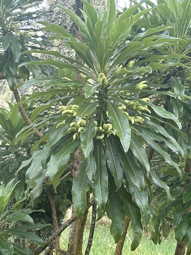 Clermontia pyrularia, 2024-03-22