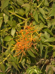 Psittacanthus schiedeanus