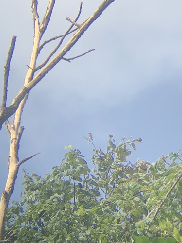Buff-throated Purpletuft (Iodopleura pipra), photo 5