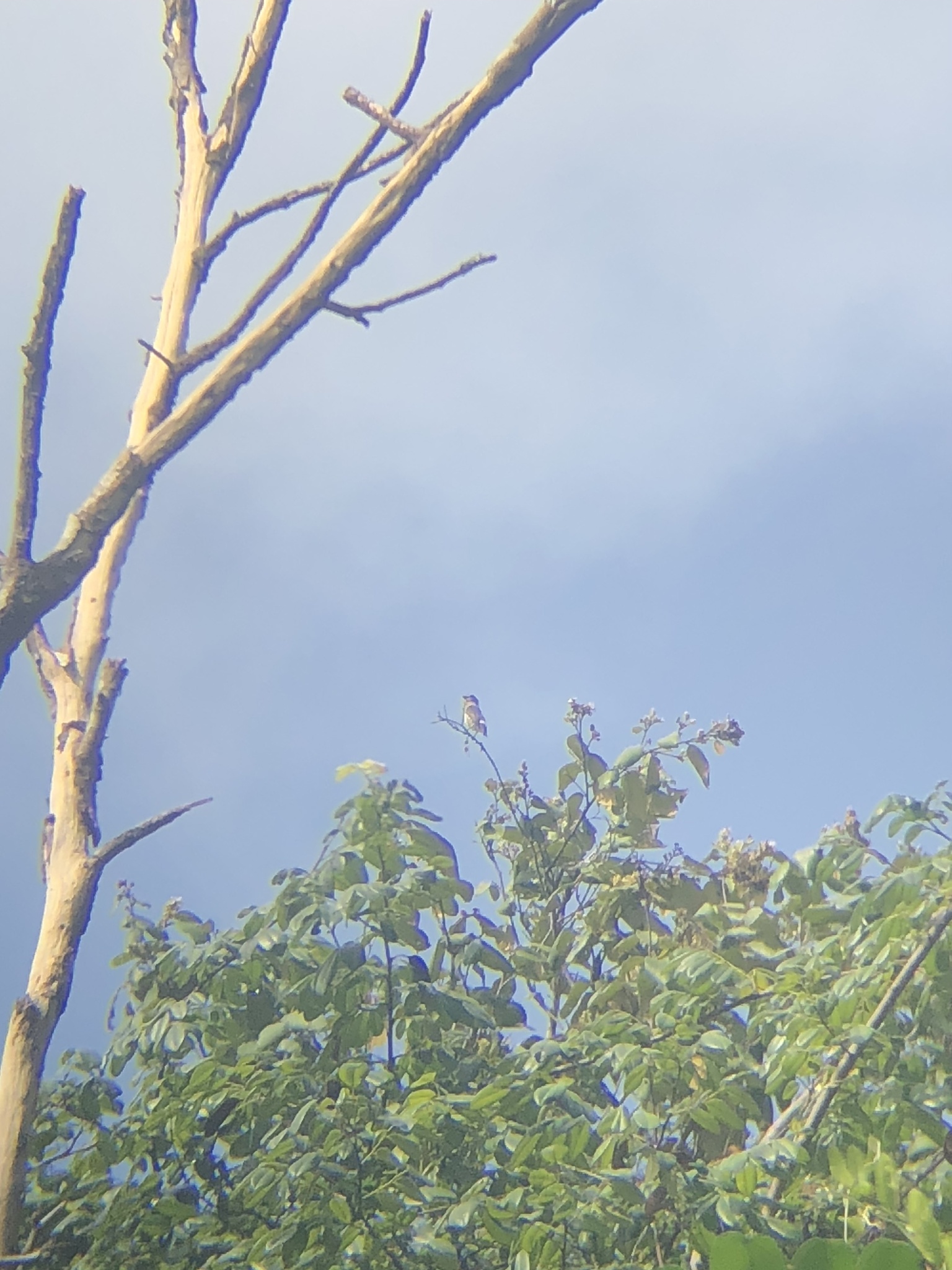 Buff-throated Purpletuft (Iodopleura pipra), photo 5