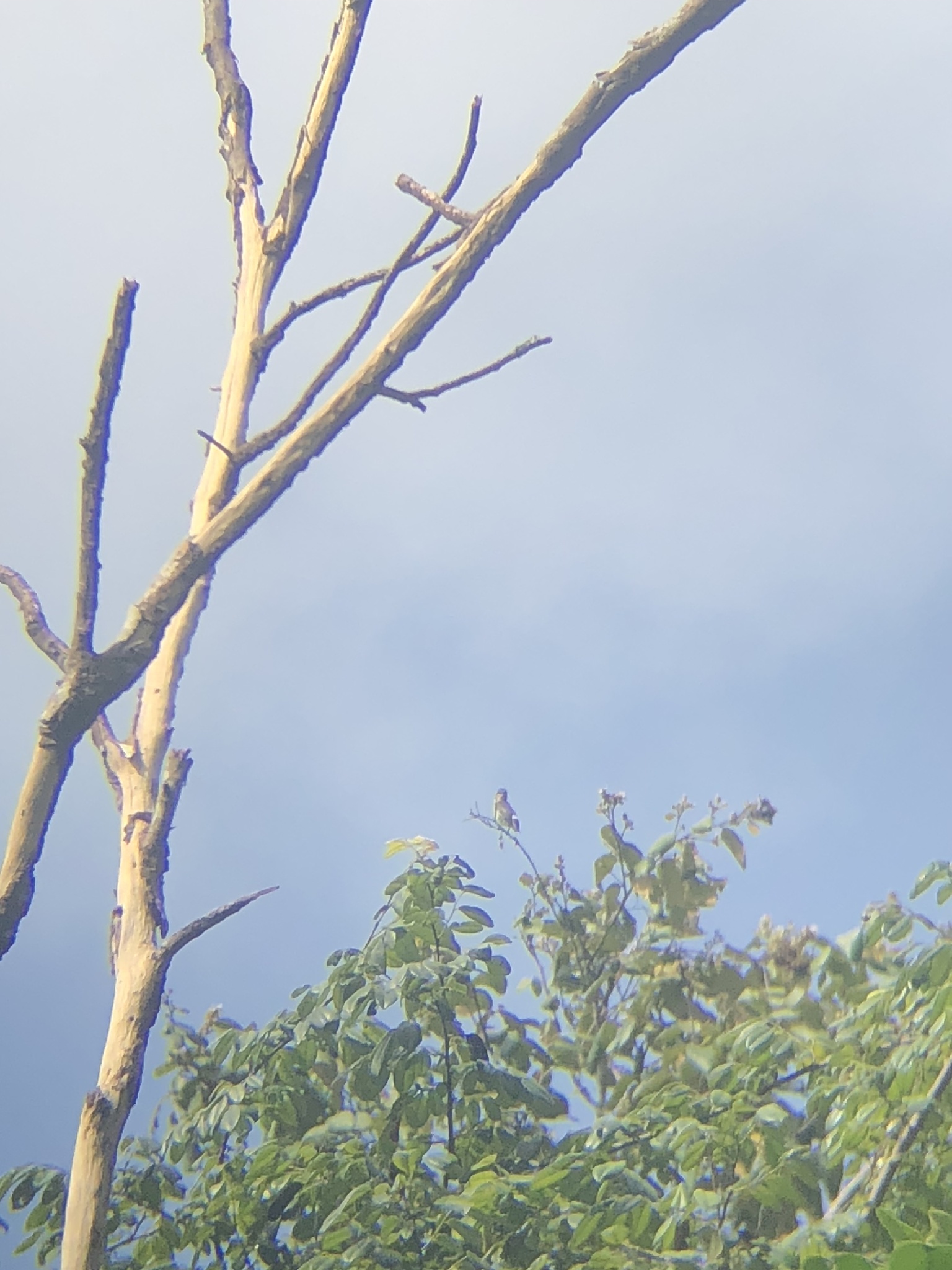 Buff-throated Purpletuft (Iodopleura pipra), photo 6