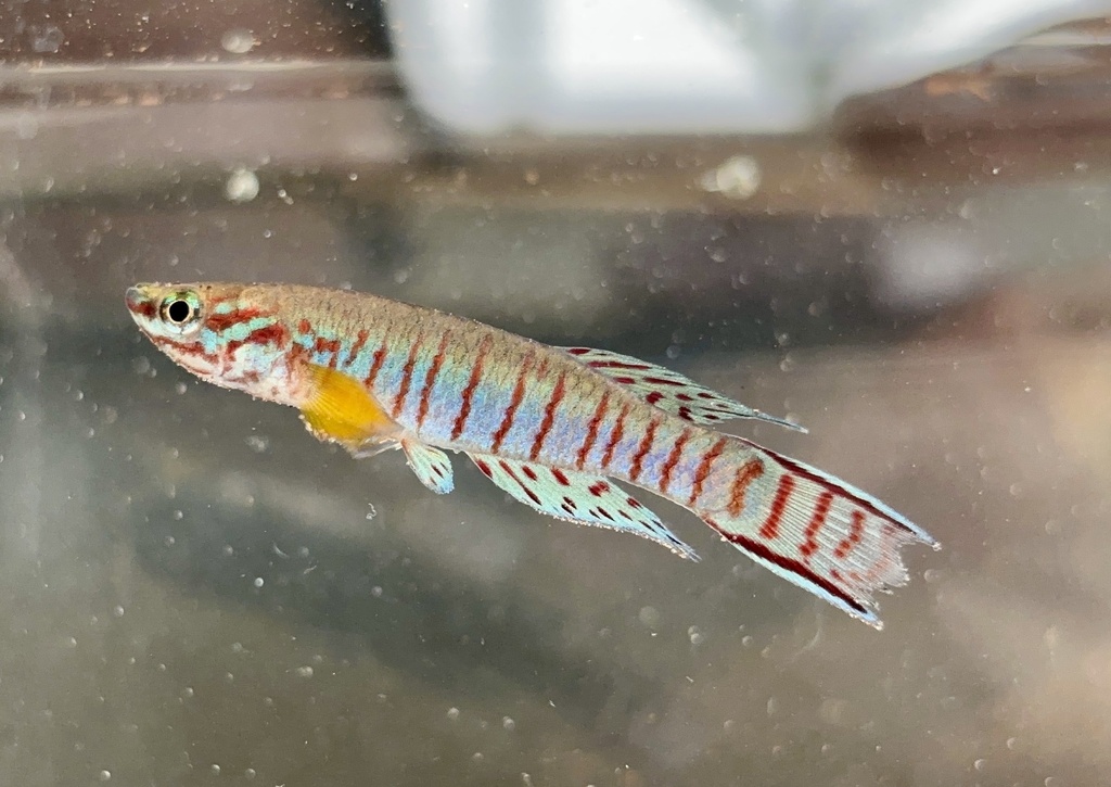 Bualanum killi (Aphyosemion bualanum) — Nothobranchiidae
