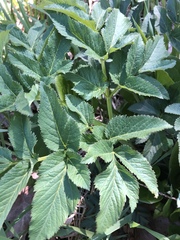 Angelica atropurpurea