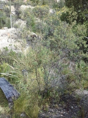 Adesmia miraflorensis