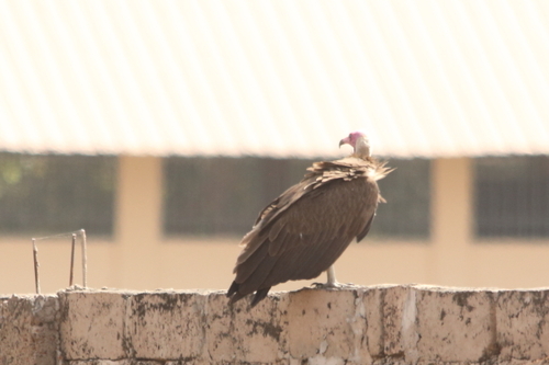 Hooded Vulture