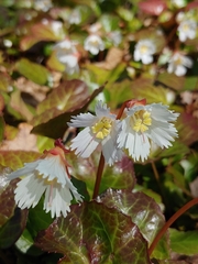 Shortia galacifolia