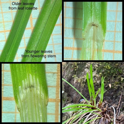 Carex Sect. Ferrugineae (Ferrugineae)