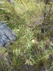 Adesmia miraflorensis