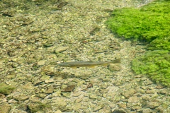 Salmo marmoratus