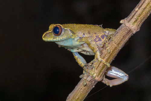 Dime Forest Frog, Leptopelis vannutellii