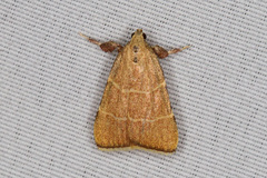 Parachma ochracealis