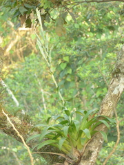 Tillandsia heterophylla