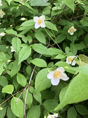 Philadelphus coronarius