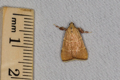 Parachma ochracealis