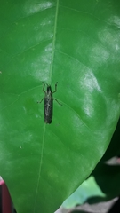 Raphirhinus phosphoreus