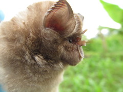 Rhinolophus clivosus