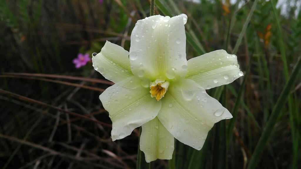 Barbacenia lymansmithii