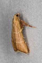 Parachma ochracealis