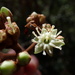 Miconia selleana - Photo (c) Magsy Lombard, algunos derechos reservados (CC BY-NC), subido por Magsy Lombard