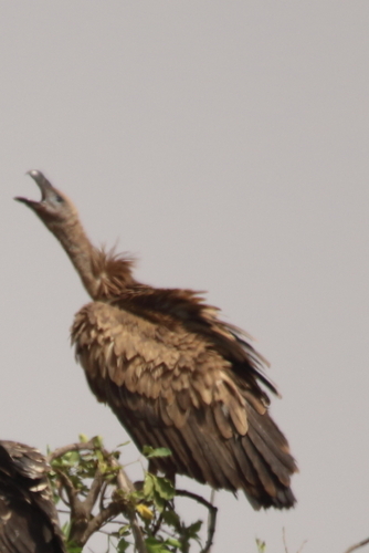 White-backed Vulture