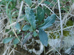 Senecio lautus