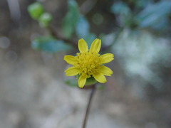 Senecio lautus