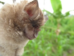 Rhinolophus clivosus