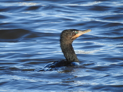 Nannopterum brasilianum brasilianum