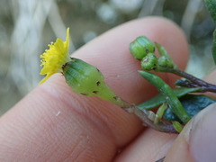 Senecio lautus