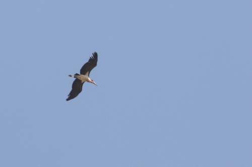 Marabou Stork