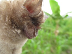 Rhinolophus clivosus