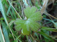 Geranium microphyllum