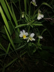 Viola arvensis