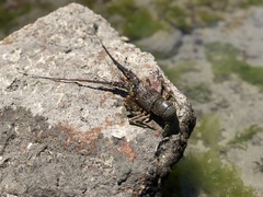Panulirus inflatus