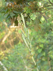 Tillandsia heterophylla