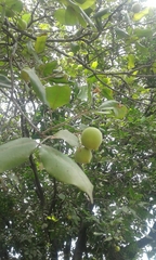 Melicoccus oliviformis